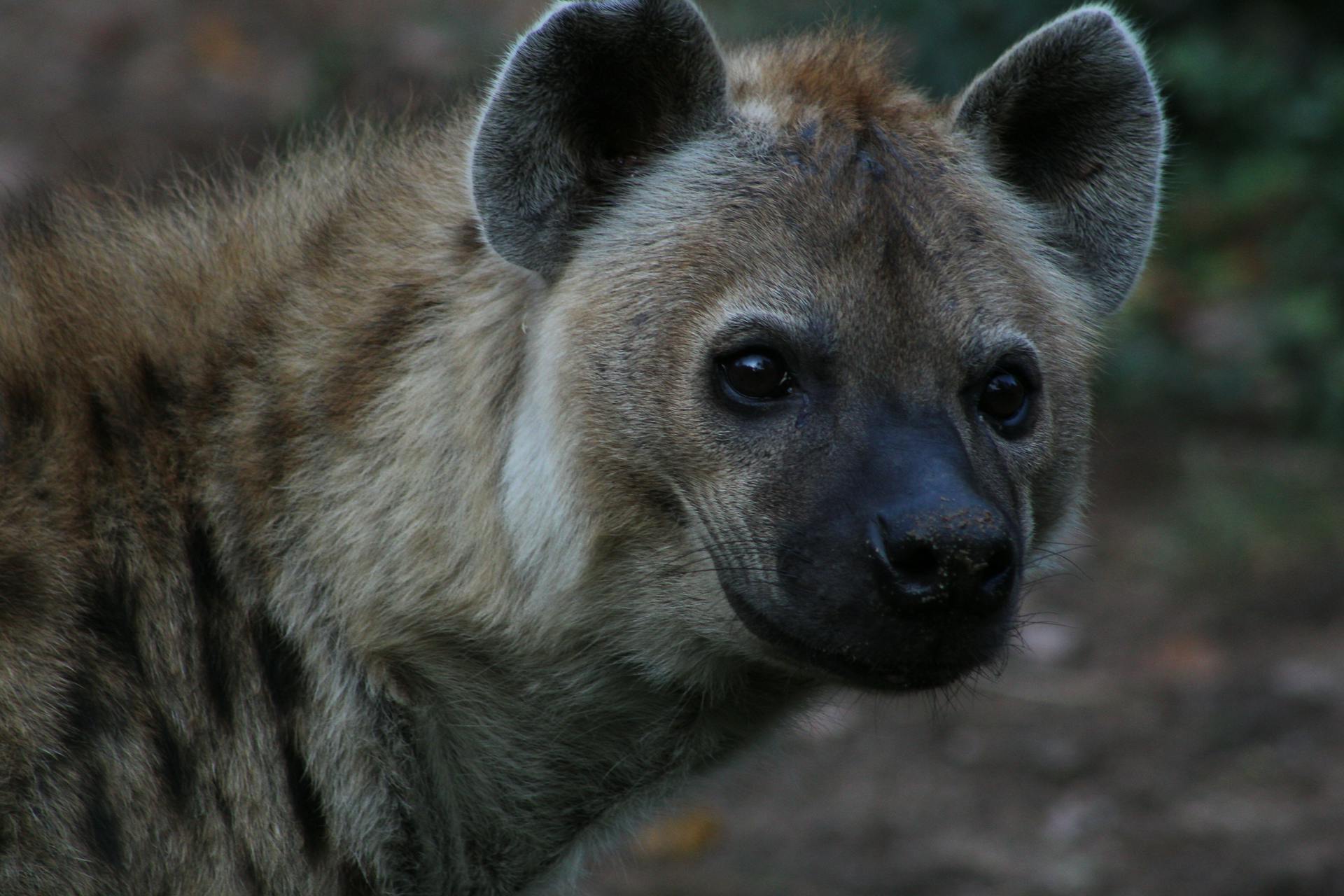 pexels-martin-animals-2156025595-34269040